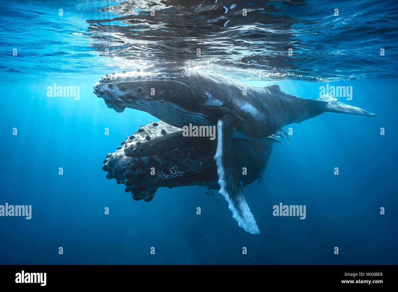 Humpback whale (Megaptera novaeangliae) and its calf in the twilight, Mayotte Stock Photo