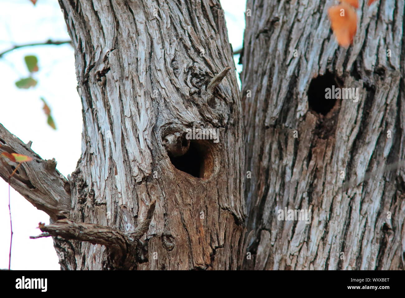 Bushbaby cocoon cheap
