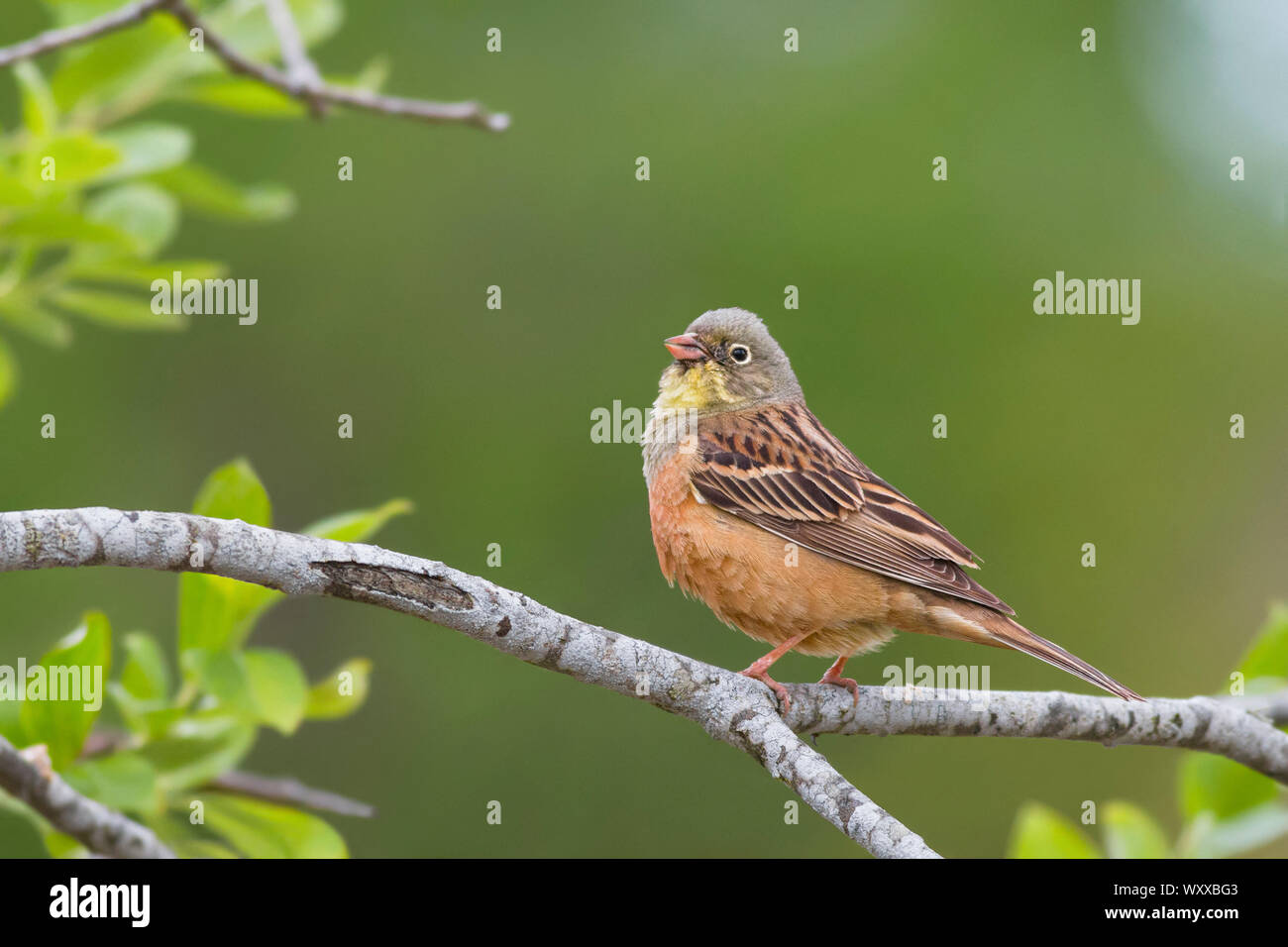 Ortolan Bunting (Emberiza hortulana). A adult bird singing from a branch. Taken in Sweden in June. Stock Photo