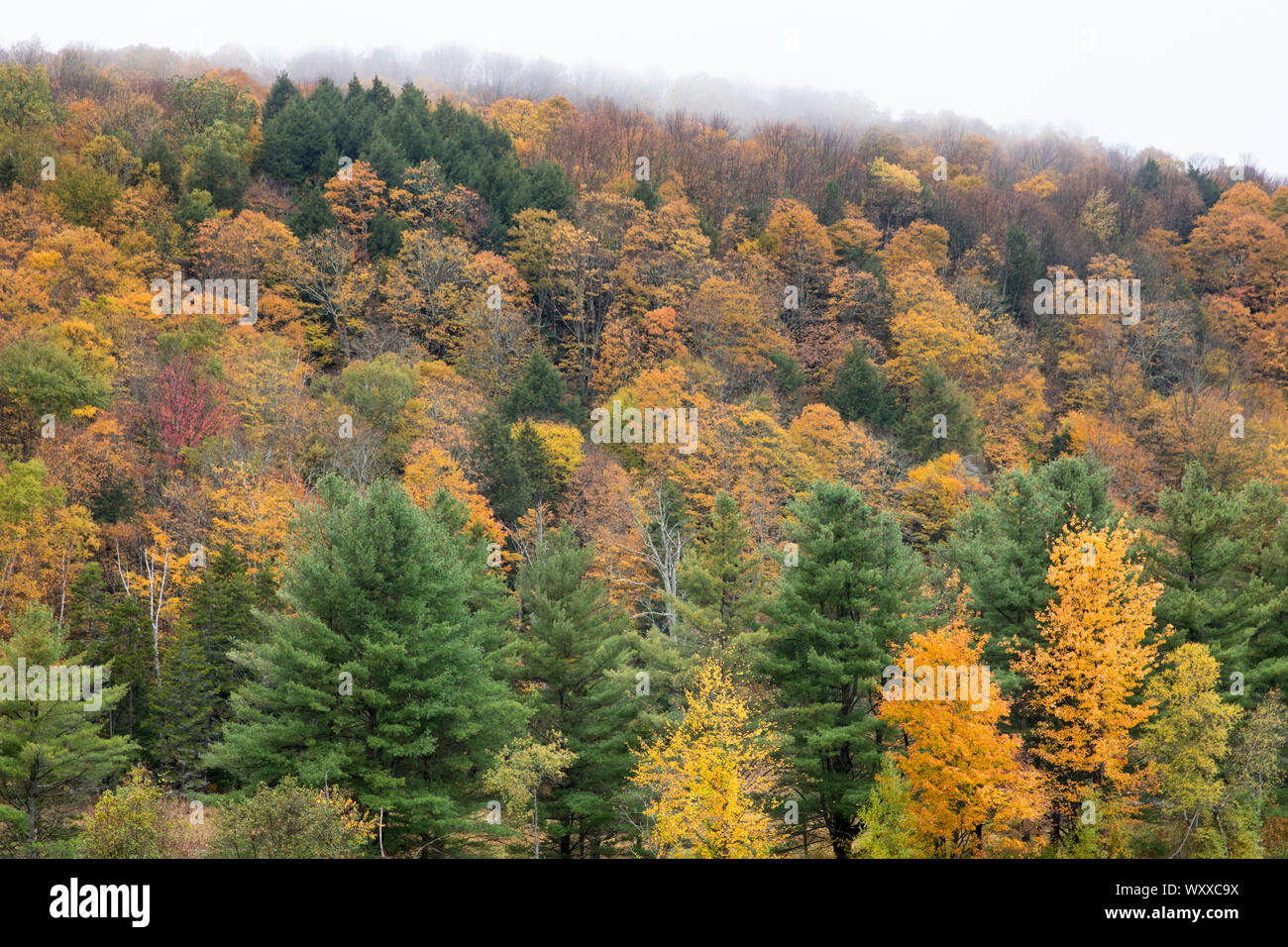 The Fall foliage colours of Maple, Aspen and Conifer trees  in Vermont, New England, USA Stock Photo