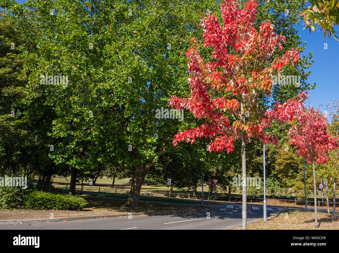 Red Acer trees against green background of trees, St. Albans Hertfordshire UK Stock Photo