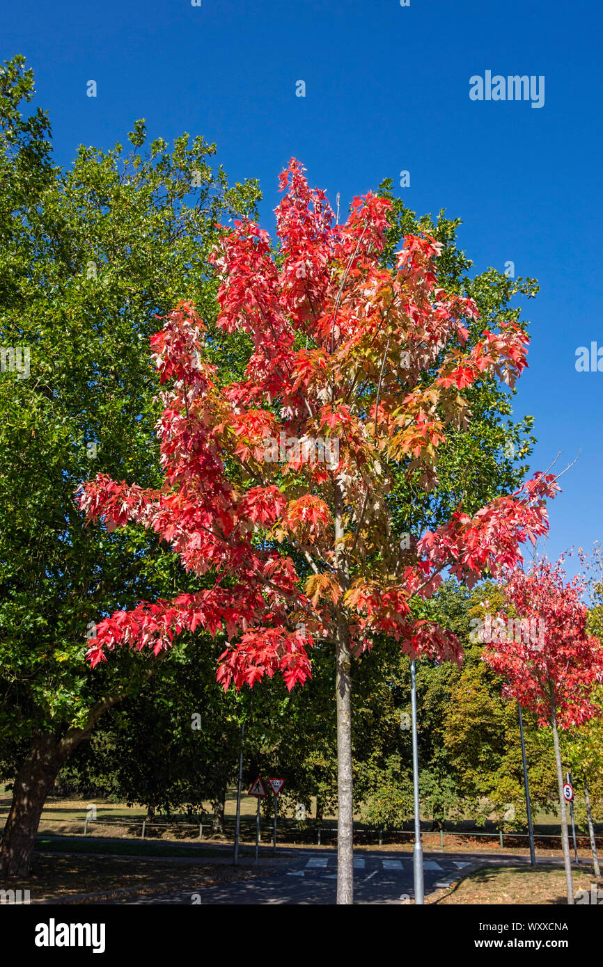Red Acer trees against green background of trees, St. Albans Hertfordshire UK Stock Photo