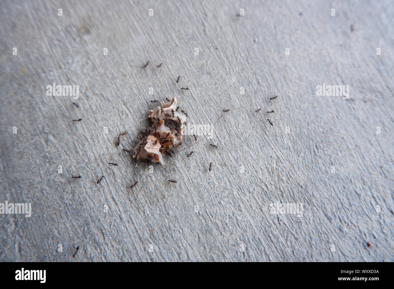 Many ants, ants, drink syrup from large seeds Stock Photo Alamy
