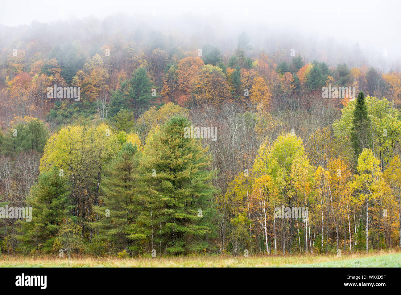 The Fall foliage colours of Aspen trees with conifers near Woodstock in Vermont, New England, USA Stock Photo
