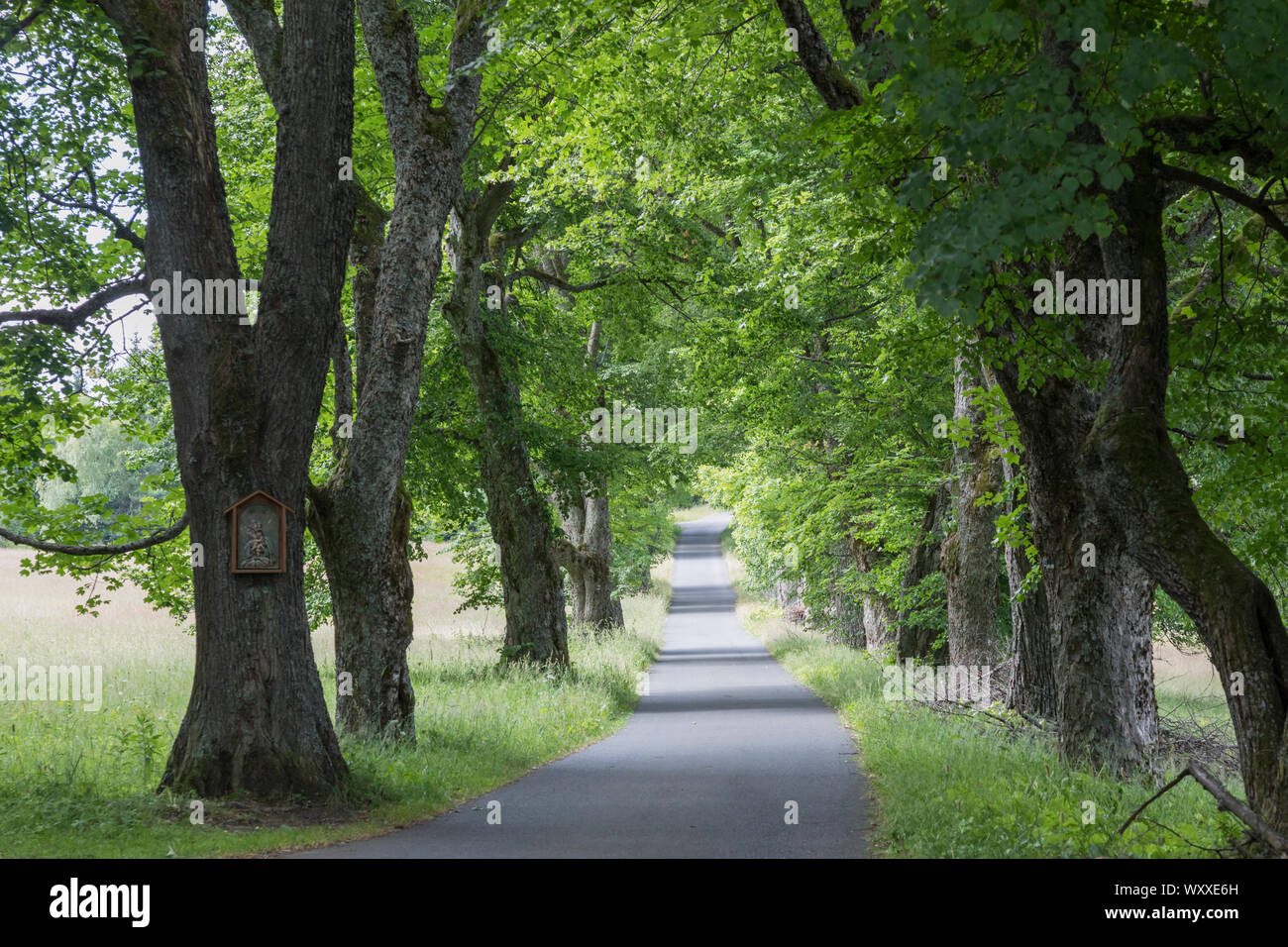 Baum-Allee Stock Photo