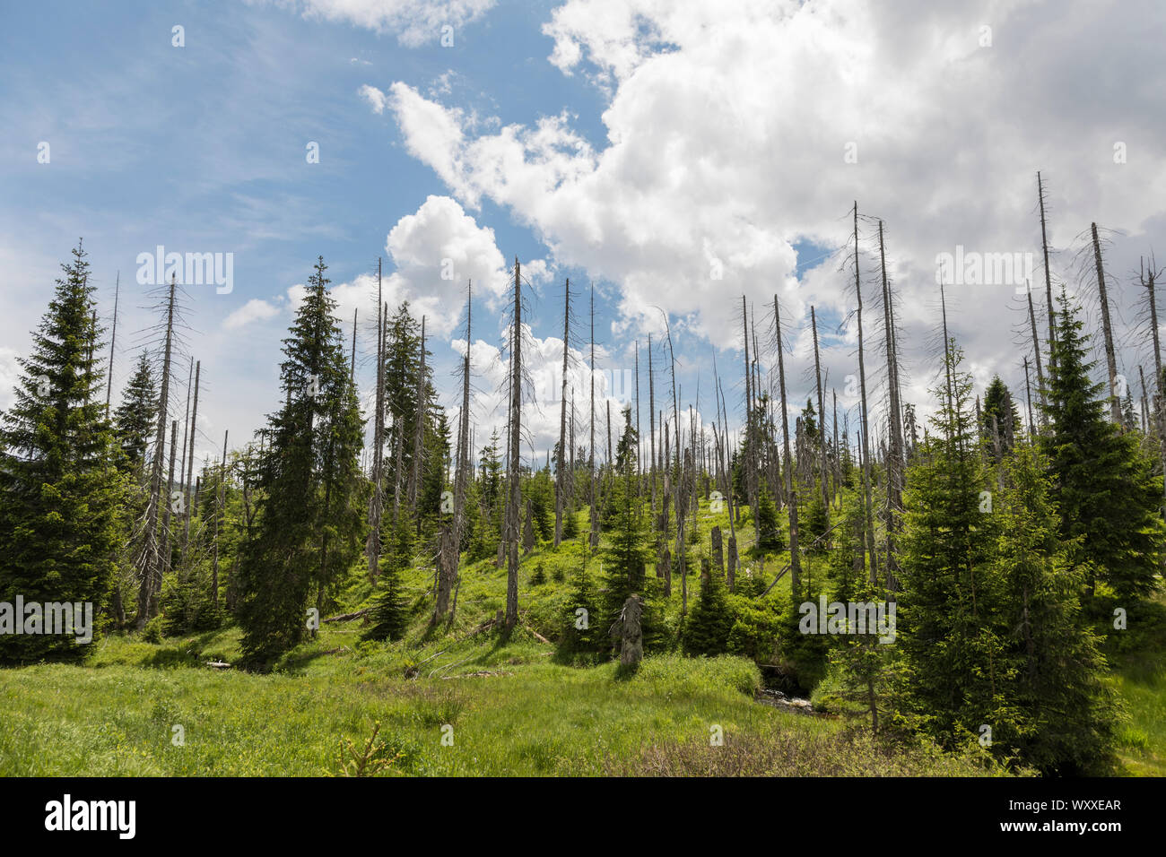 Landschaft im Boehmerwald Stock Photo