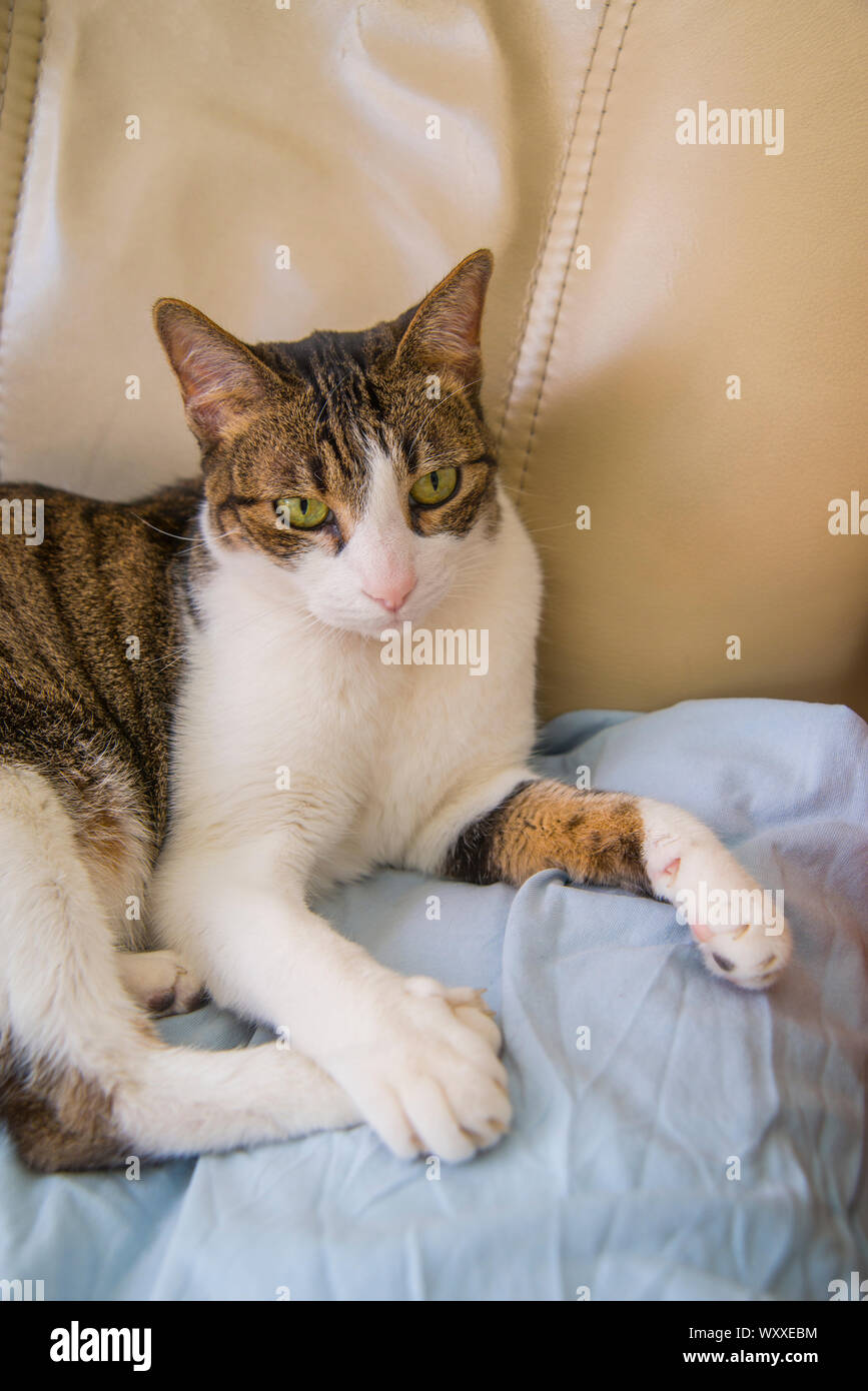 Tabby and white cat lying in an armchair. Stock Photo