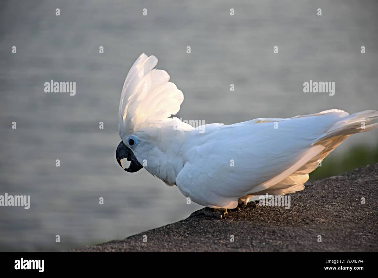 Umbrella Bird Flying