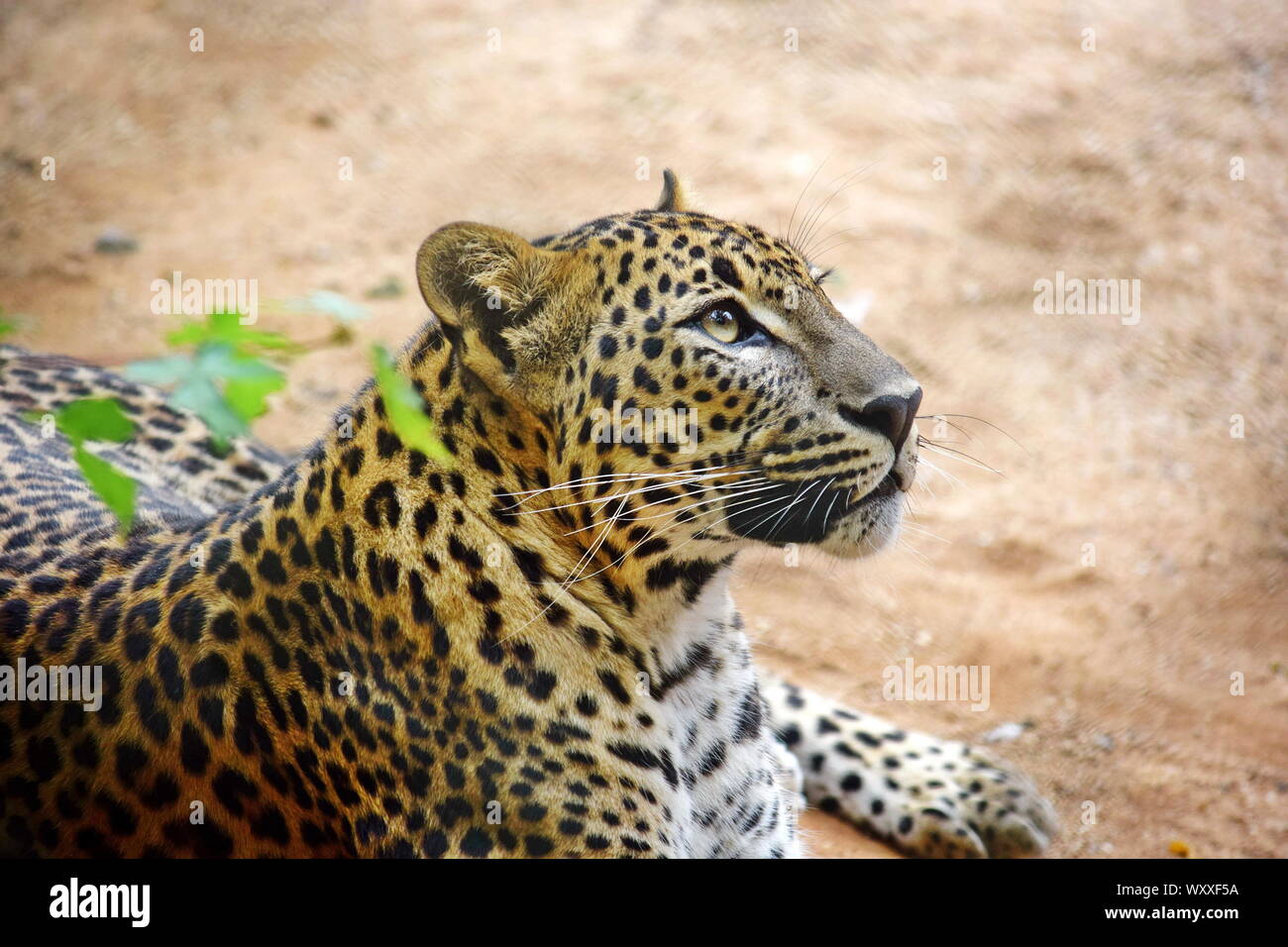 Cute Leopard Panthera Ardus Kotiya Portrait Lying on Ground Close-up Stock Photo