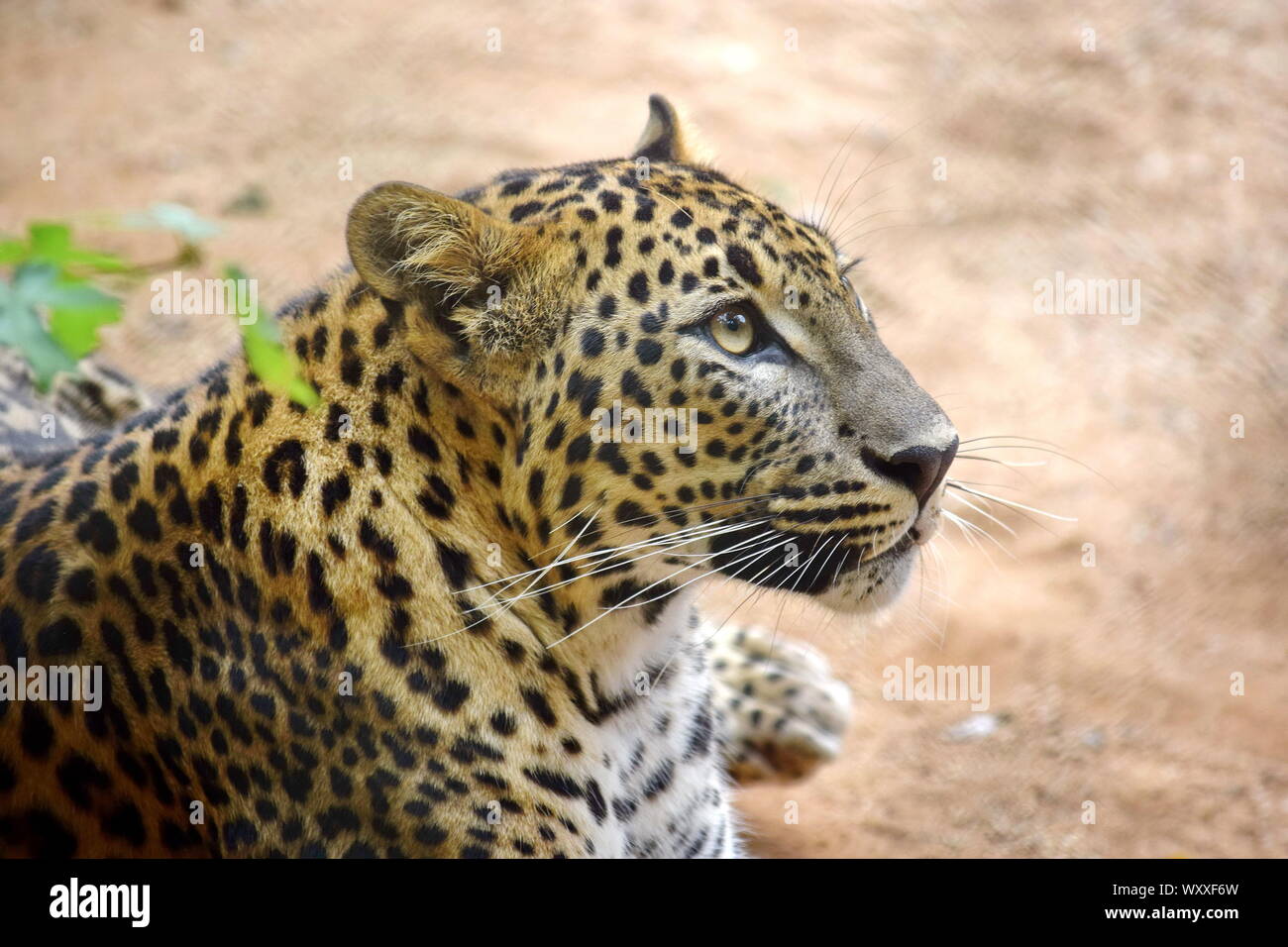 Cute Leopard Panthera Ardus Kotiya Portrait Lying on Ground Close-up Stock Photo