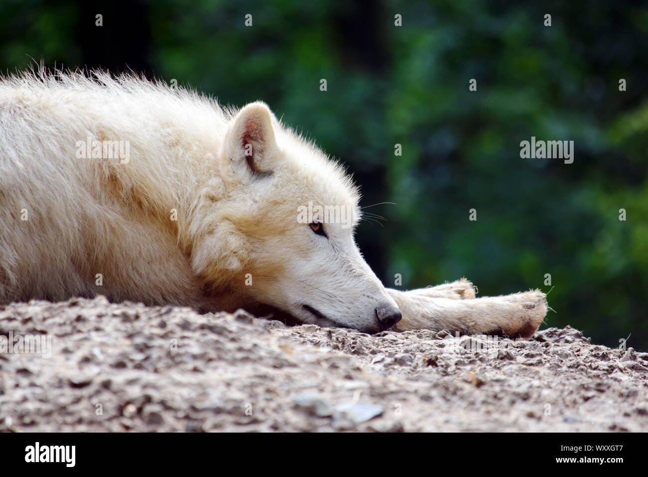 White Arctic Wolf Lying and Resting on Rock Stock Photo