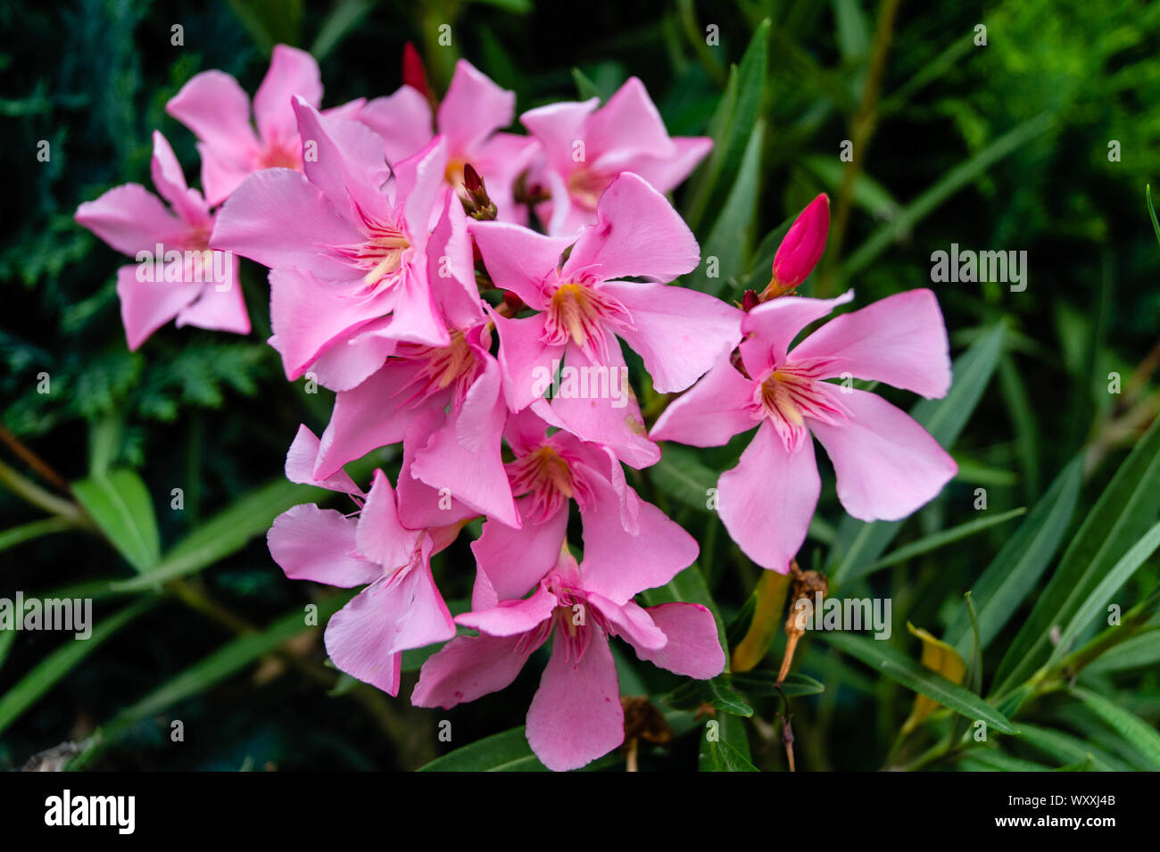 The toxic garden plant nerium Oleander apocynaceae Stock Photo - Alamy