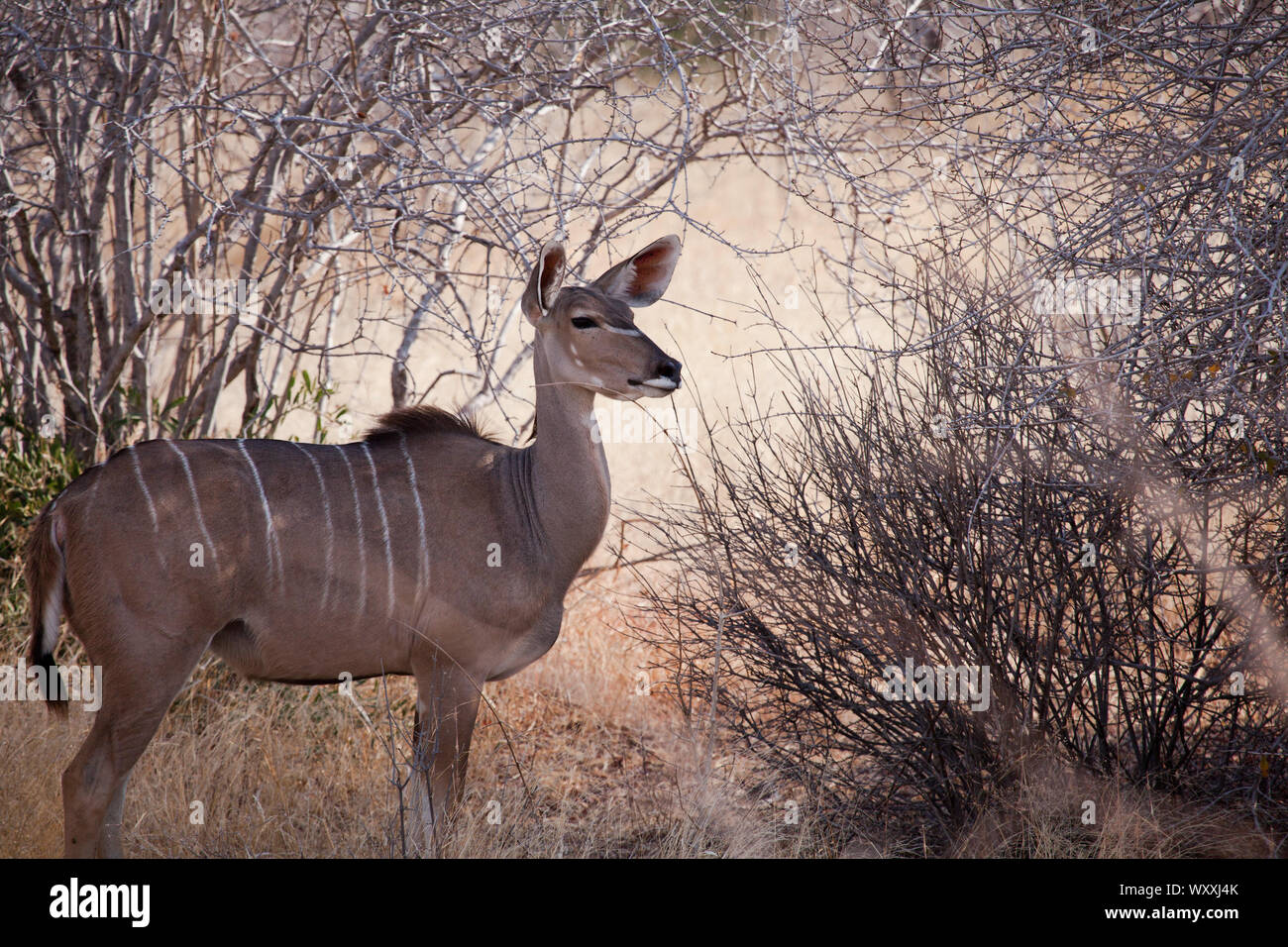 Female (no horns or throat mane) greater kudu in the shade of thorn bsuhes, Ruaha National Park Stock Photo