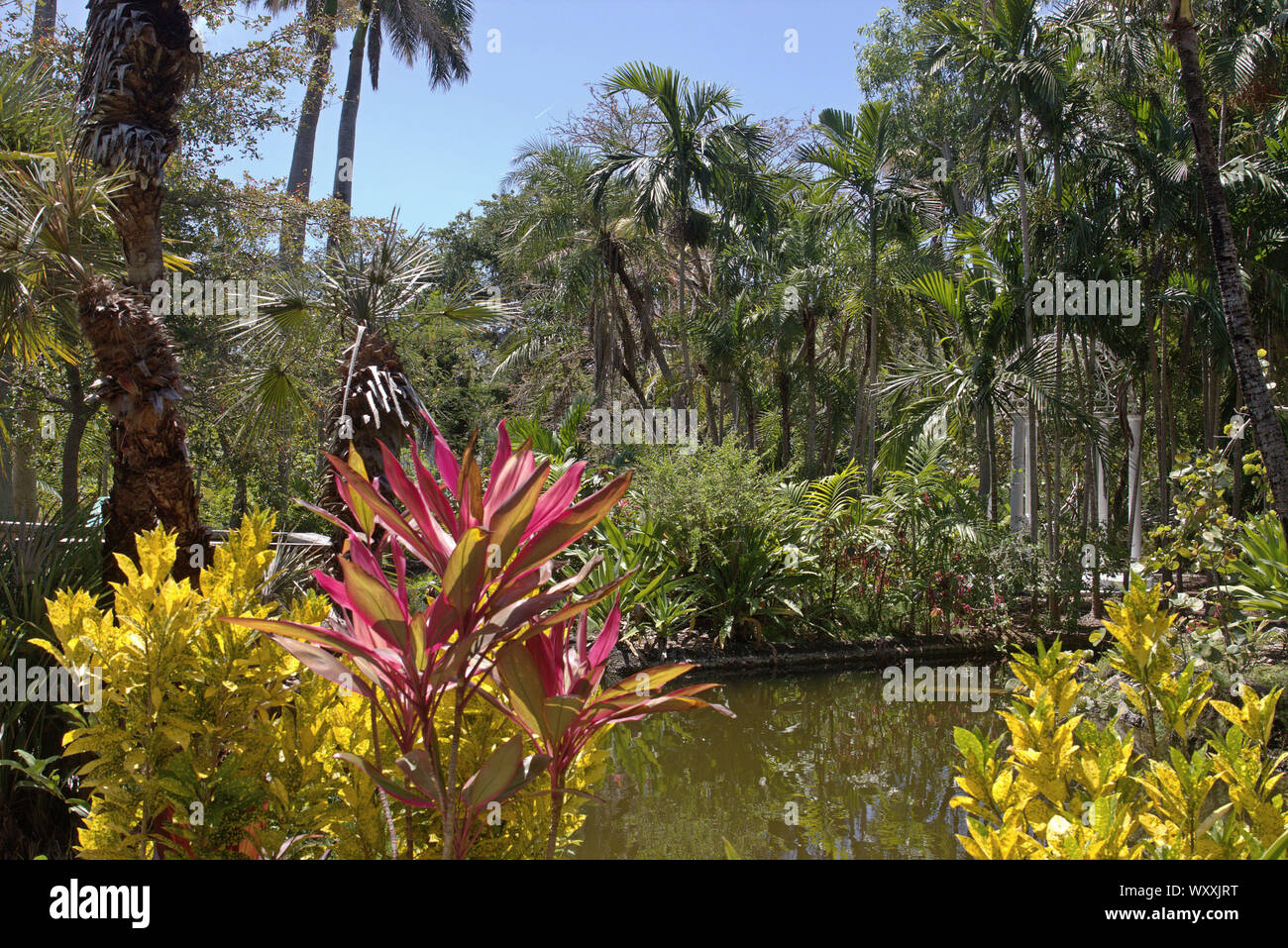 The lushness of the Garden of the Groves on Grand Bahama Island.  Photograph take in April 2018 - well before the destruction of Hurricane Dorian. Stock Photo