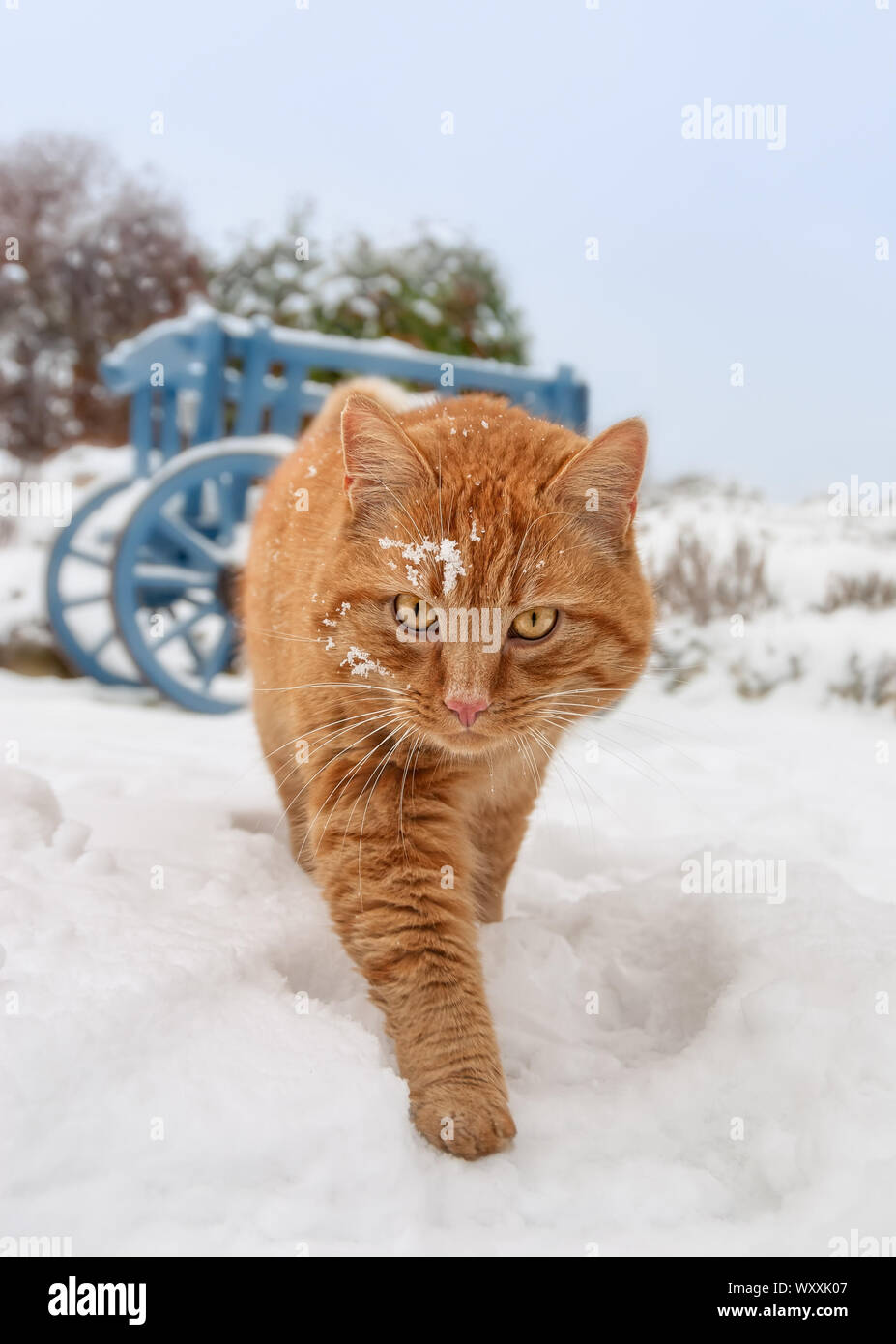 A ginger red tabby cat walking in a snow covered garden on a cold winter day and looking curious, frontal view Stock Photo