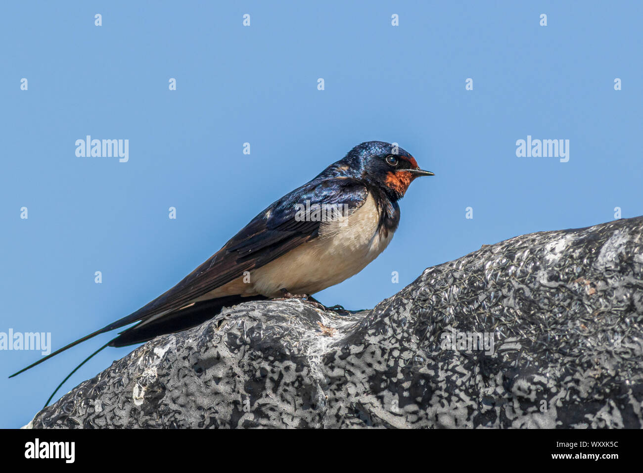 Swallow (Hirundo rustica) perched close-up Stock Photo