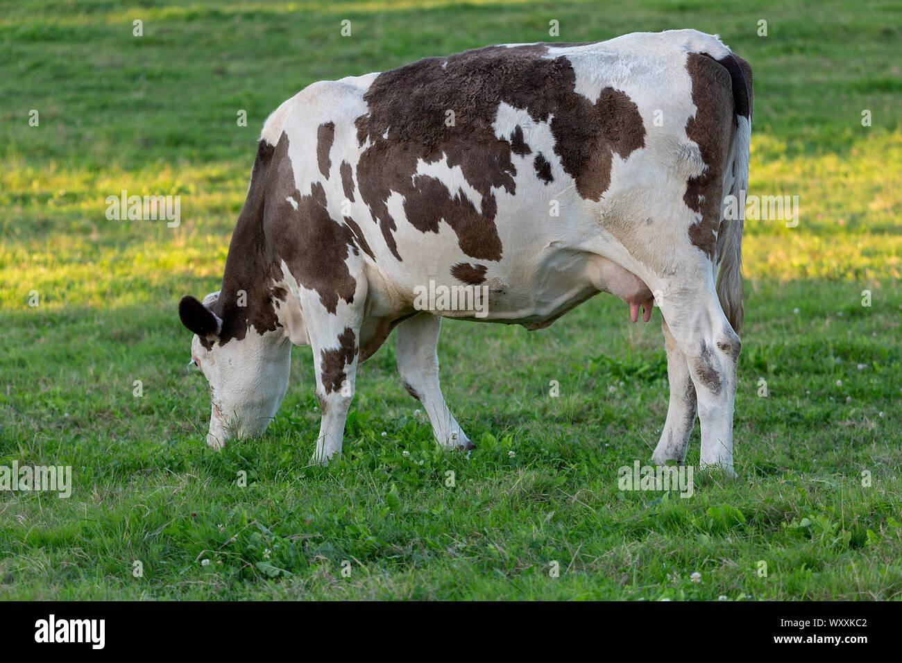 White and black cow feeding a lot of grass Stock Photo - Alamy