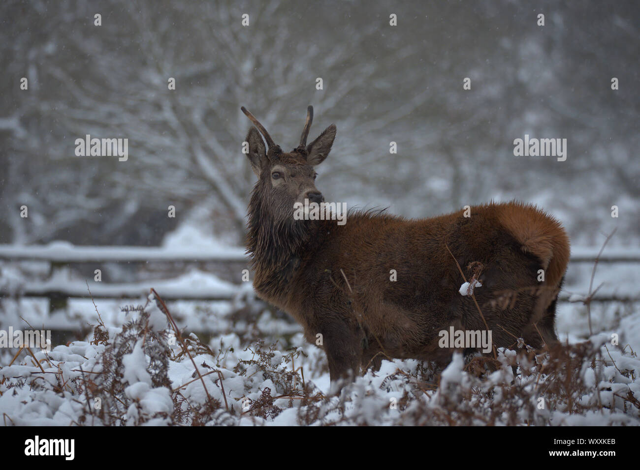 Young Red deer buck in the snow Stock Photo