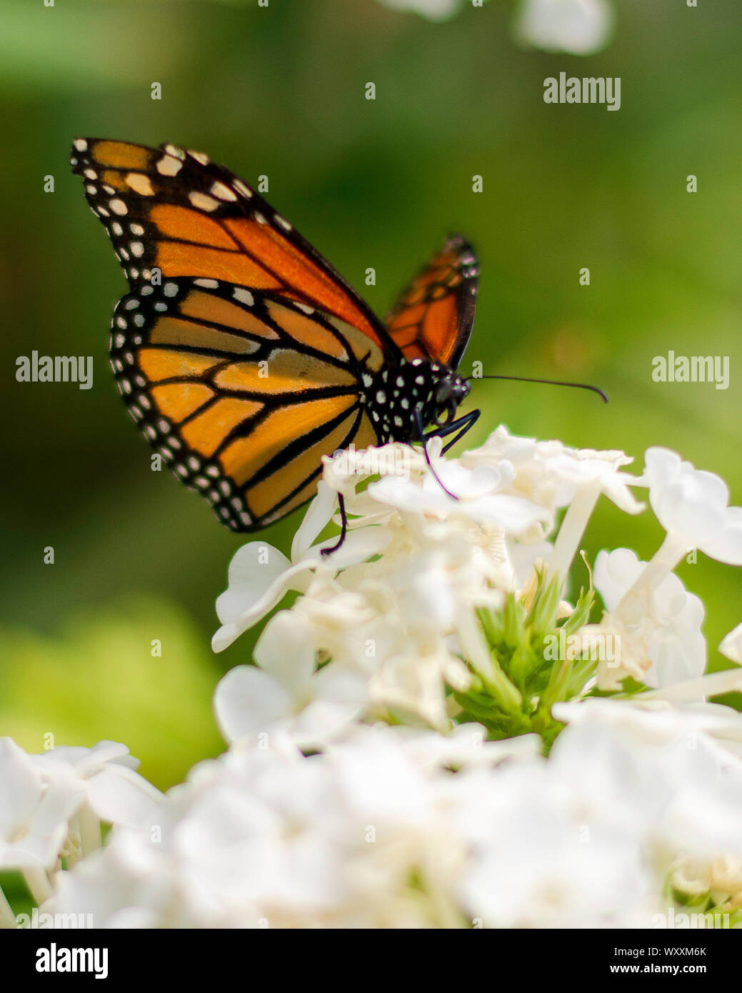 Monarch Butterfly on a White hydrangea Stock Photo Alamy