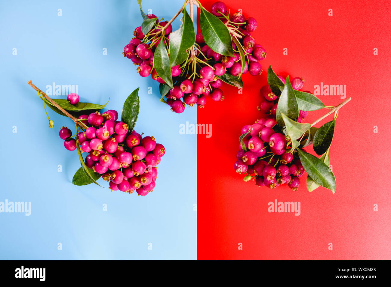 Delicious looking red berries isolated on a studio background Stock ...