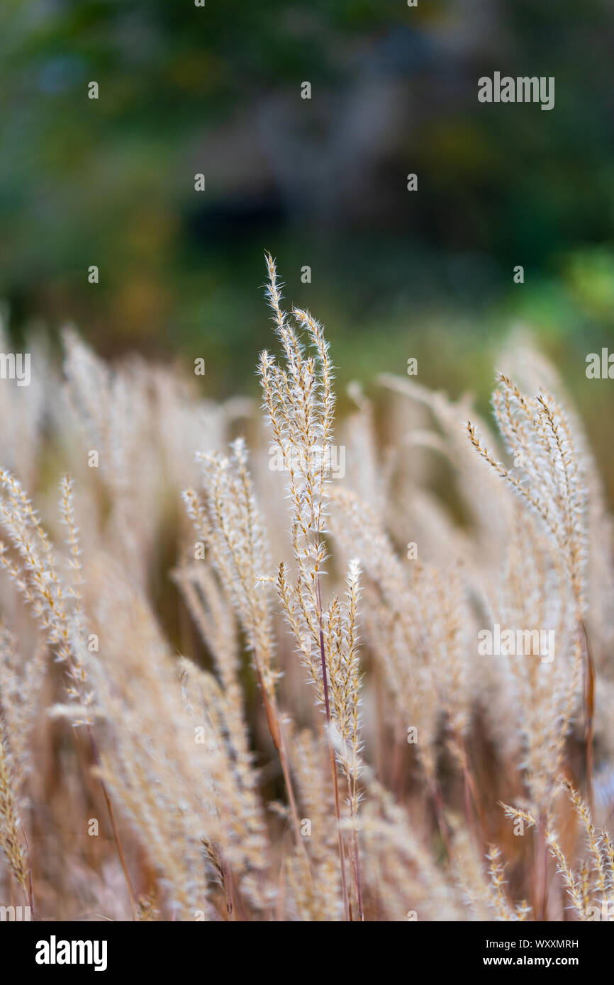 Miscanthus sinensis, the maiden silvergrass, is a species of flowering plant in the grass family Poaceae, native to eastern Asia. The purple variant t Stock Photo
