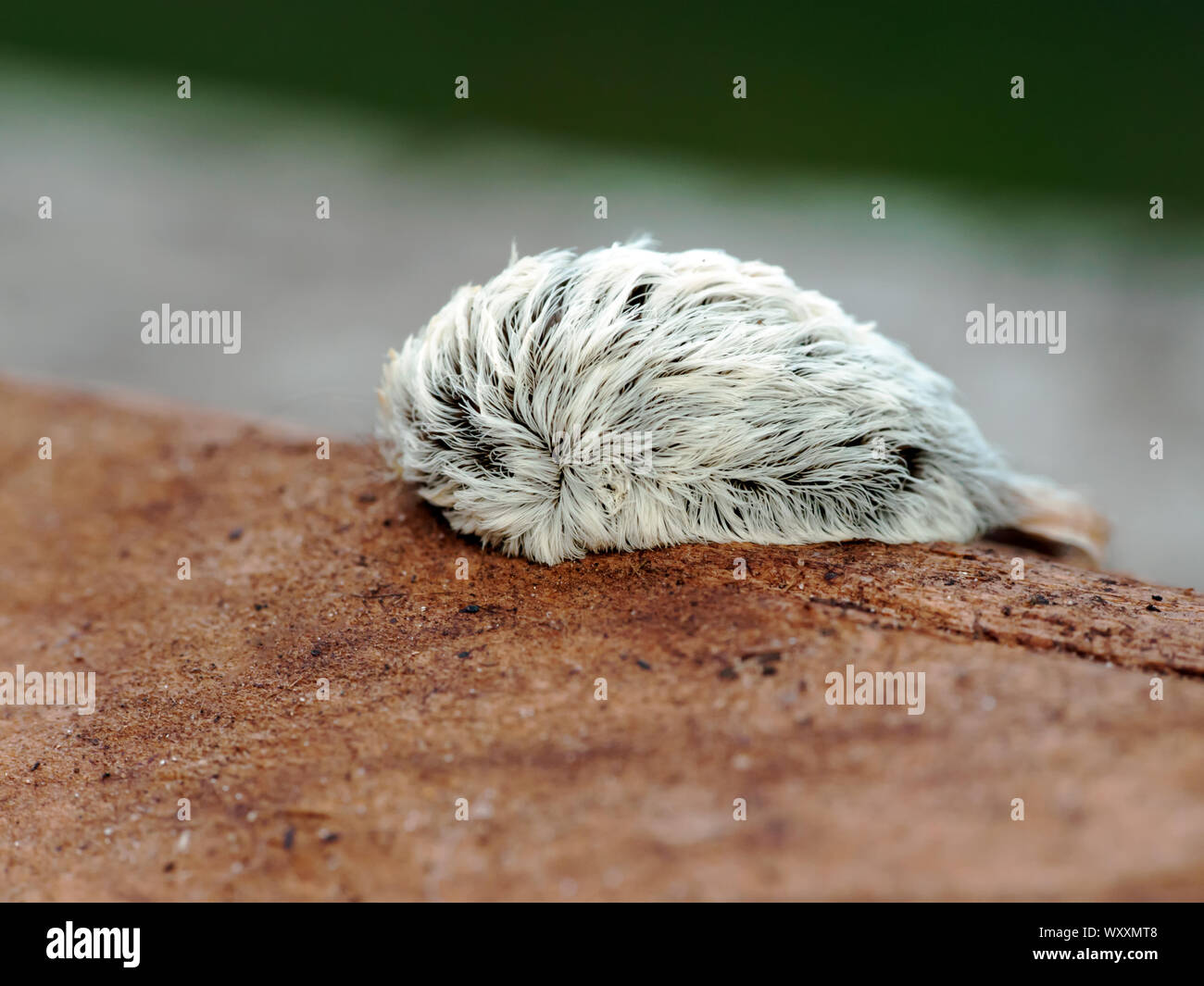 Macro shot of a Megalopyge opercularis caterpillar, the venomous larval form of the Southern Flannel Moth. Stock Photo