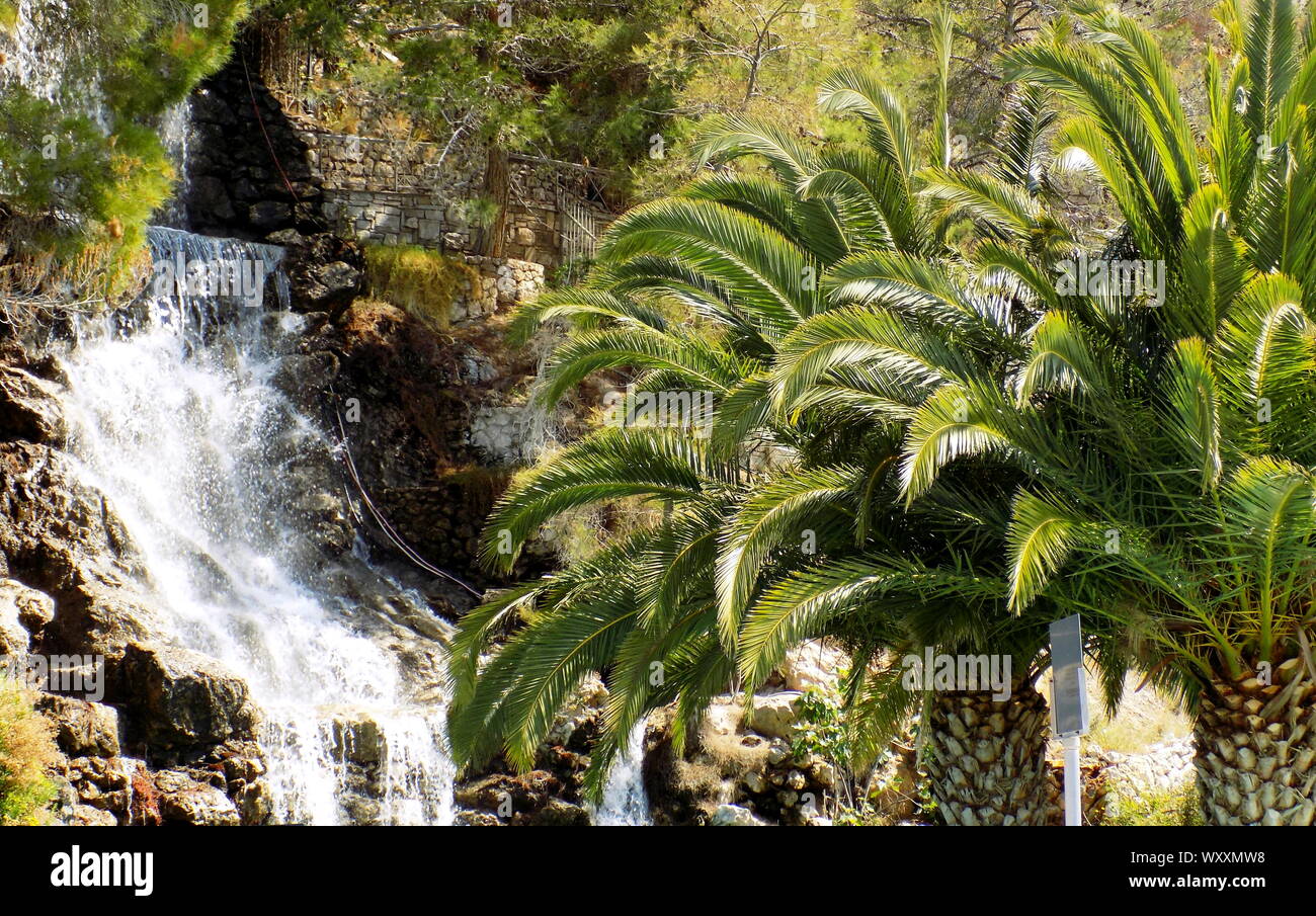 palm tree, tree, garden, water, cascade Stock Photo Alamy