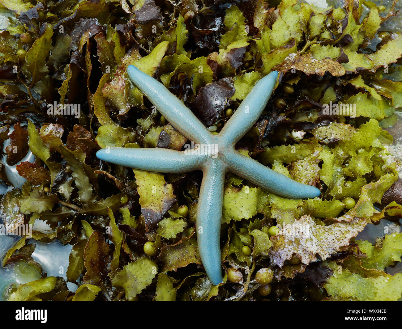 The Pale Linckia Starfish or Sea Star is a colour morph of the more common Blue Linckia Starfish. They are common in the tidal rockpools and shallow r Stock Photo