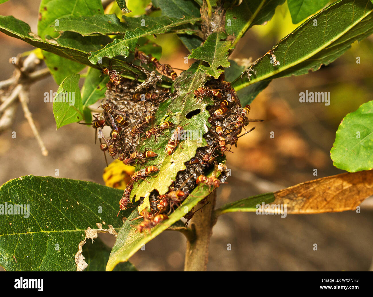 A colony of Polistes Paper Wasps guard the nest co-operatively to protect the larvae from other mauraudeing predators. Stock Photo