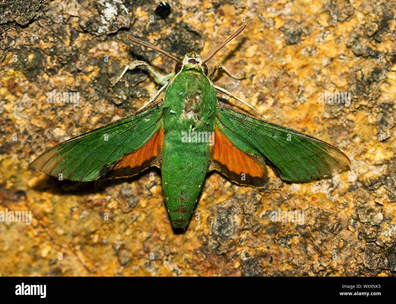 The Verdant Hawk Moth is a striking green and orange and easy to identify. They are early evening visitors to flowering plants Stock Photo