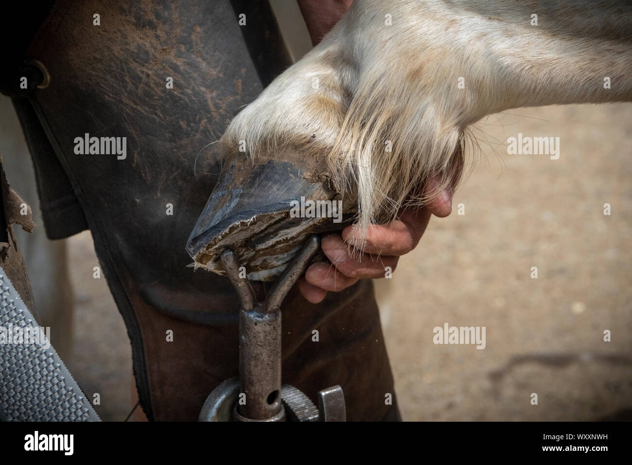 Hand shots of a farrier in the process of applying a new shoe to a horse Stock Photo