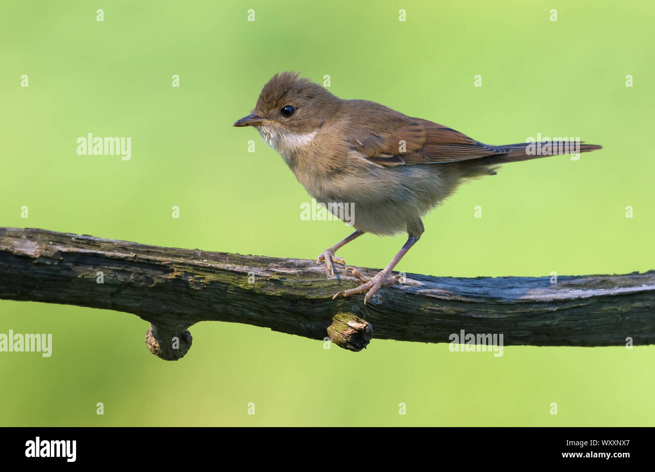 Lovely Young Common whitethroat posing on small stick with green background at sunset Stock Photo
