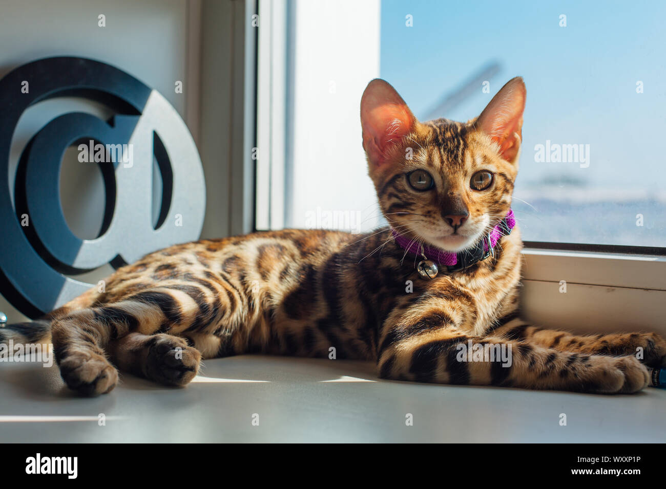 Cute bengal kitty cat laying next to the window at home Stock Photo - Alamy