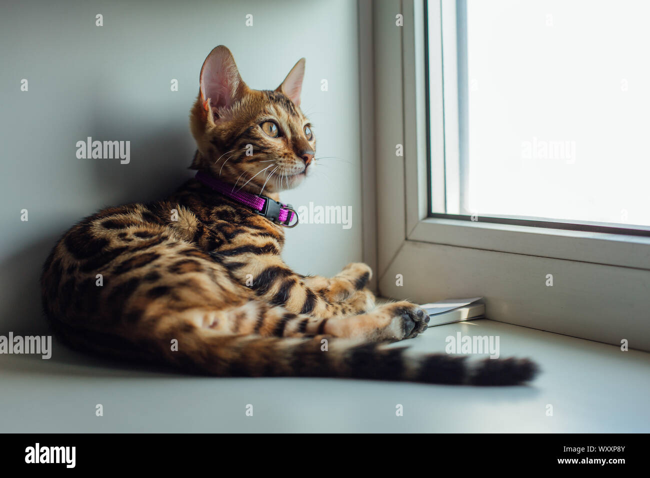 Cute bengal kitty cat laying next to the window at home Stock Photo - Alamy