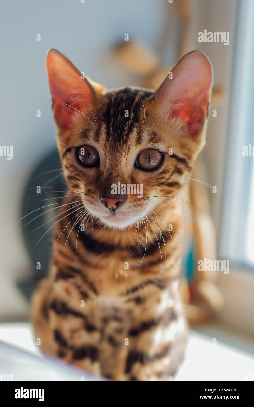Cute bengal kitty cat laying next to the window at home Stock Photo - Alamy
