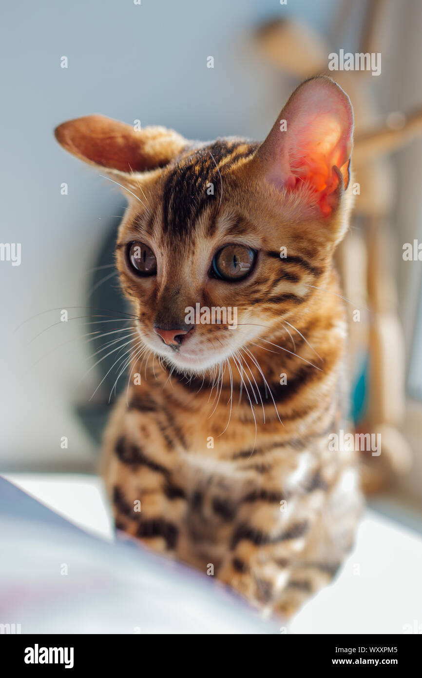 Cute bengal kitty cat laying next to the window at home Stock Photo - Alamy