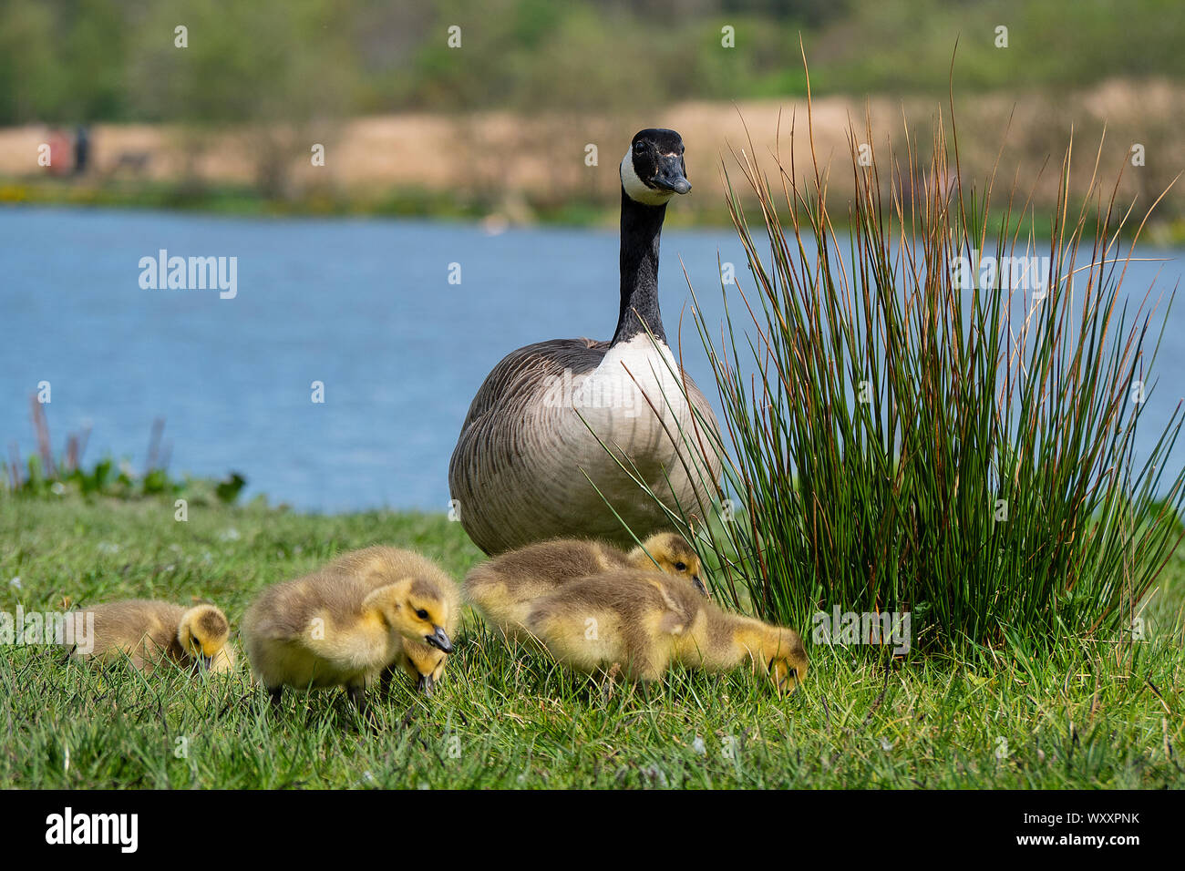 Page 2 - Mother Goose High Resolution Stock Photography and Images - Alamy