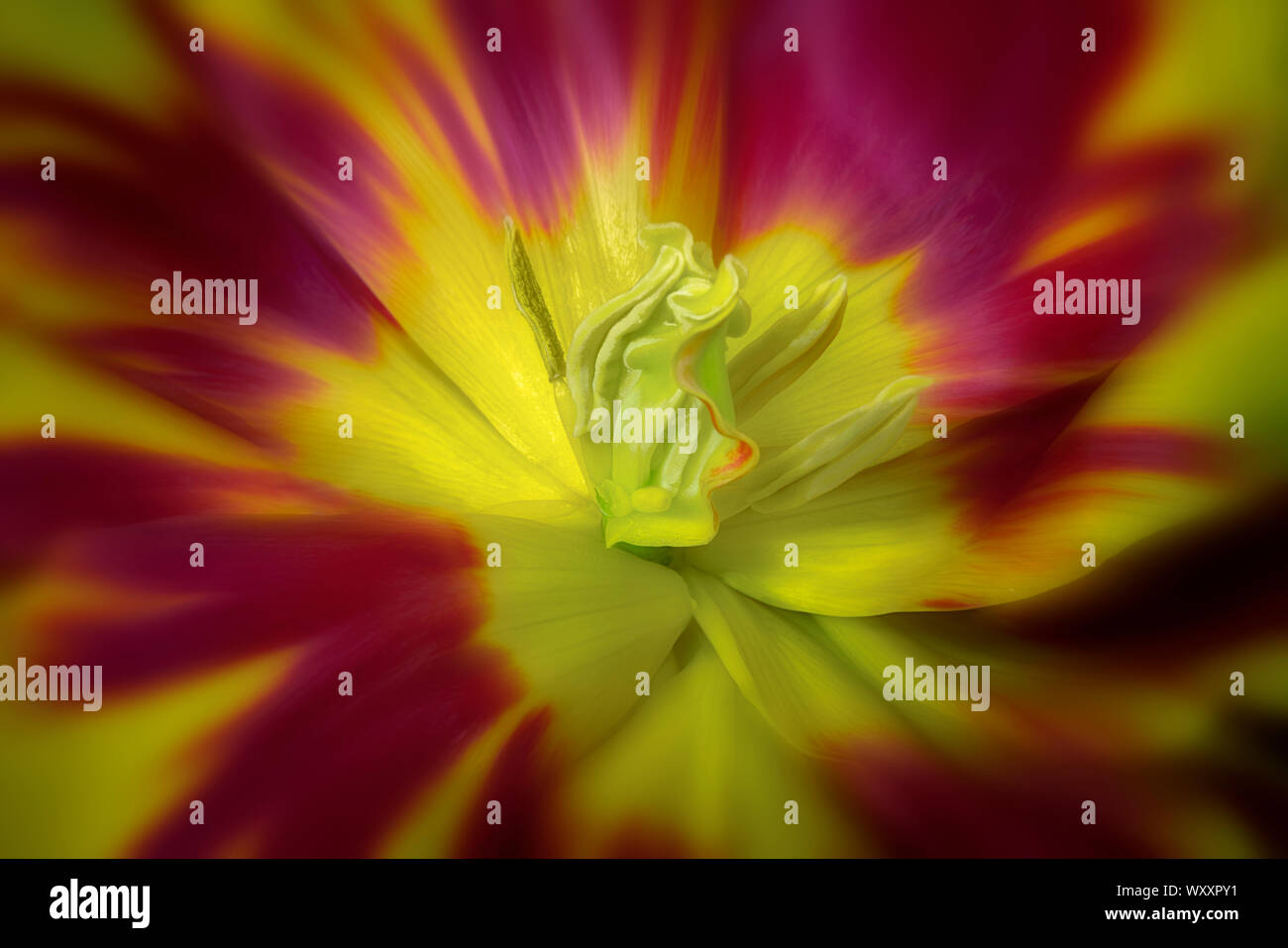Close up of open tulip flower Stock Photo - Alamy