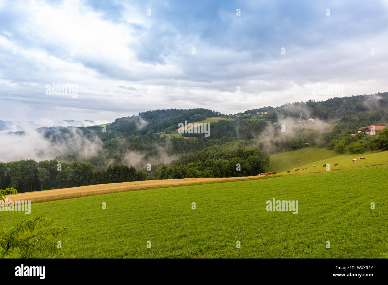 Color outdoor rural idyllic hilly summer landscape panorama with fields,meadows,cows,farm houses,forest under a blue sky with clouds and wafts of mist Stock Photo