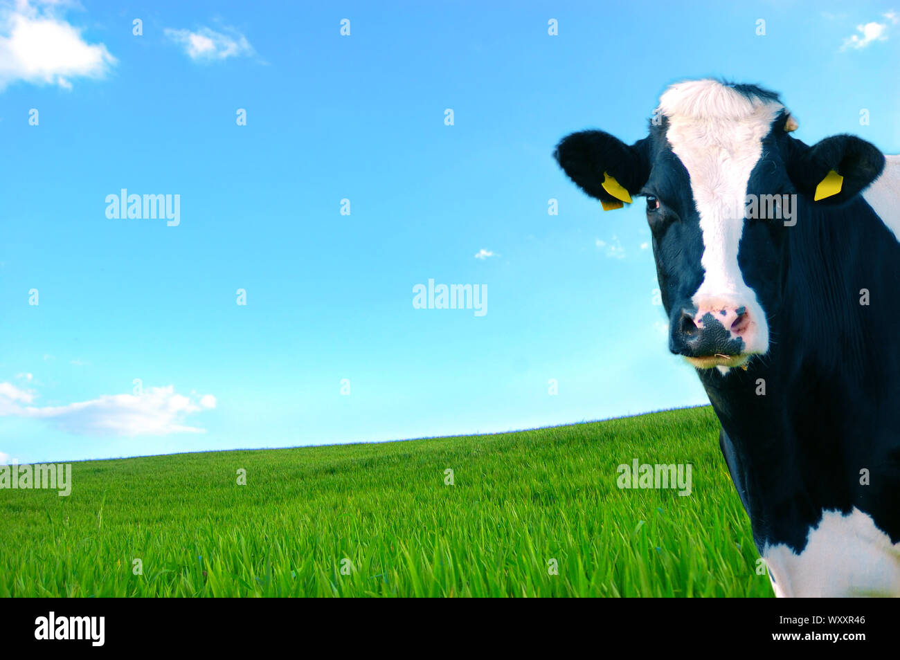 Dairy cow in the foreground with green pasture as a background Stock ...