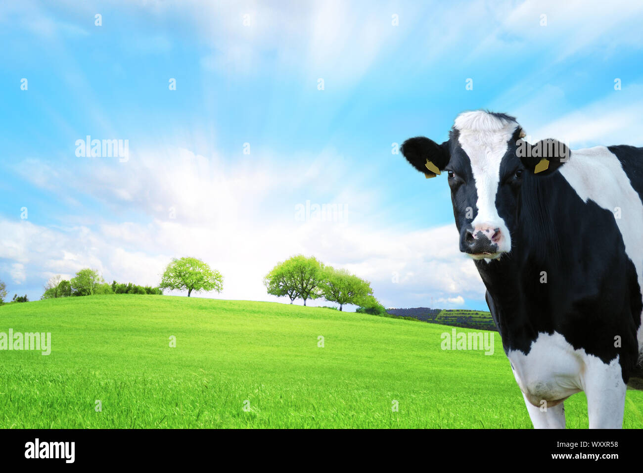 Dairy cow in the foreground with green pasture as a background Stock ...
