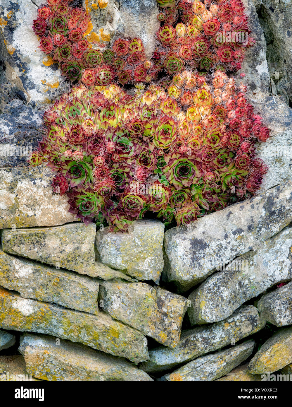Succulents growing in rock wall. The Cotswolds, England Stock Photo - Alamy