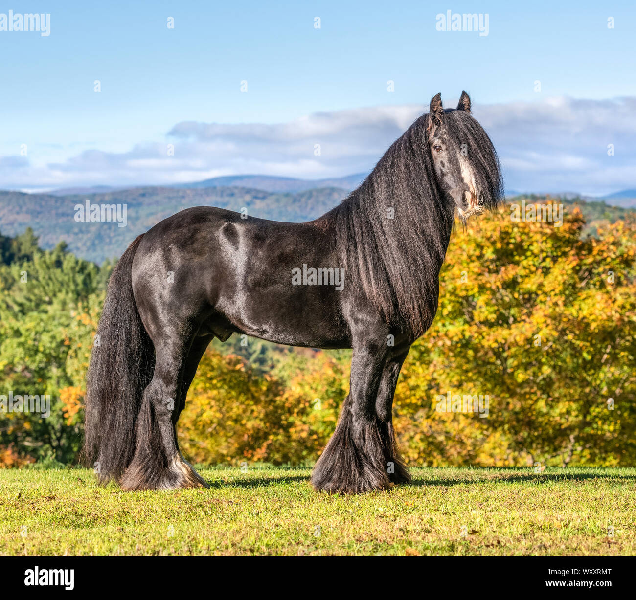 Gypsy Vanner Horse stallion stands on rise with autumn color mountain backdrop Stock Photo