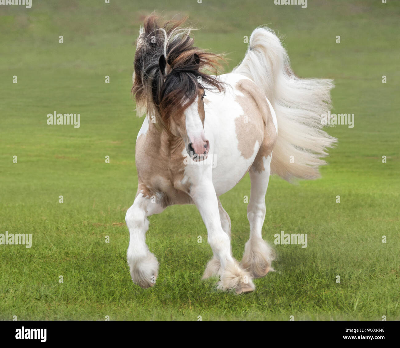 Drum horse hires stock photography and images Alamy