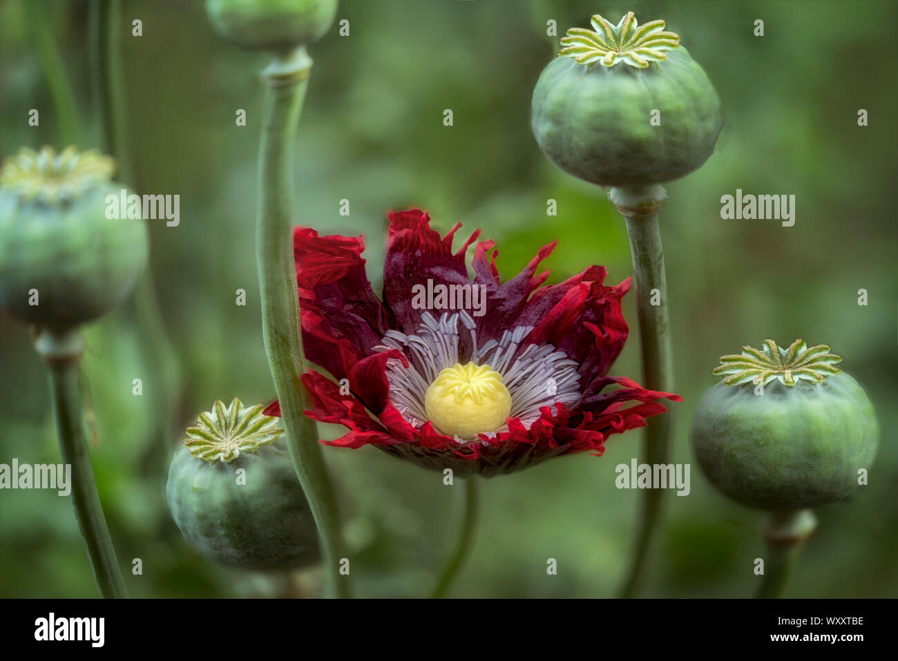 Poppy seed heads hires stock photography and images Alamy