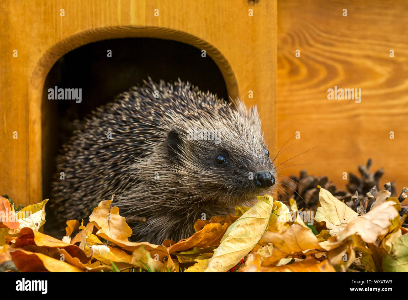 Hedgehog, (Scientific name: Erinaceus europaeus) Native, wild European hedgehog in Autumn with golden leaves leaving a hedgehog house. Facing right. Stock Photo