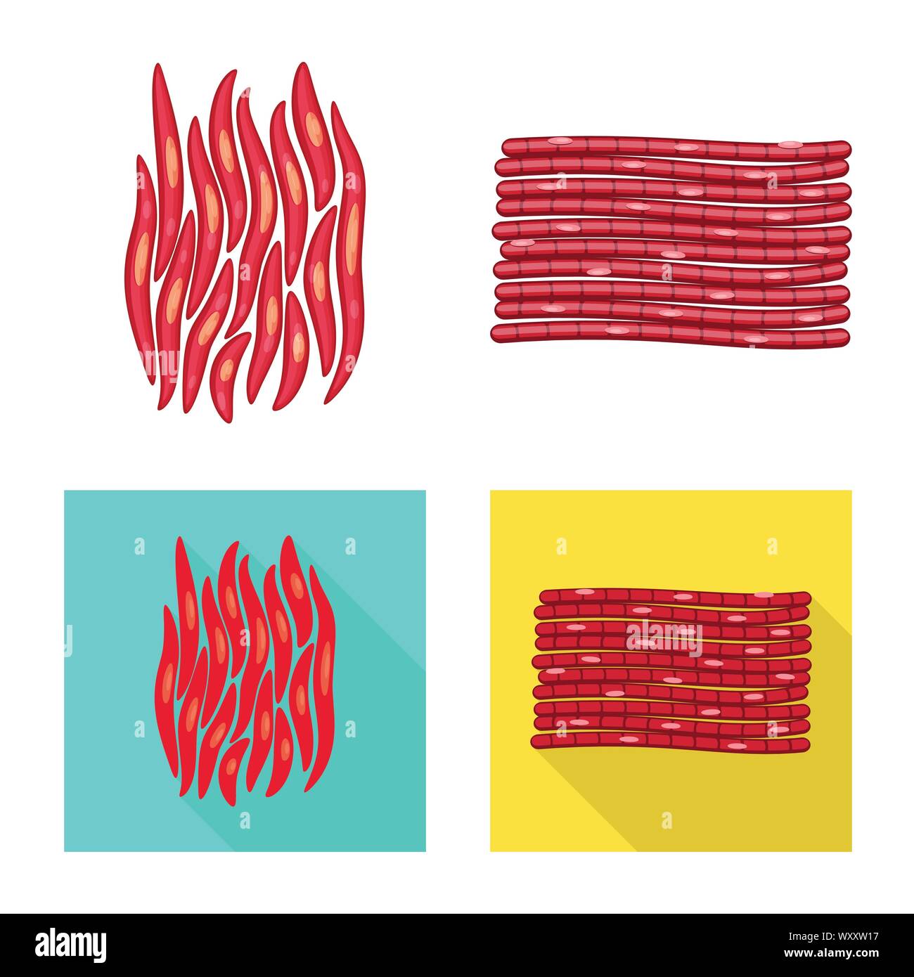 Vector design of fiber and muscular icon. Collection of fiber and body ...