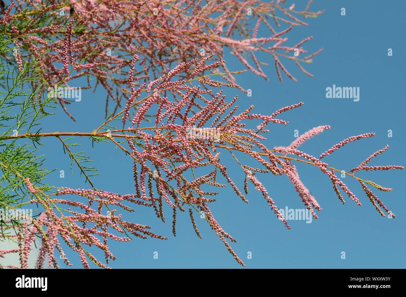 Tamarix ramosissima Pink Cascade feathery plumes of tiny pink flowers on arching branches Stock Photo
