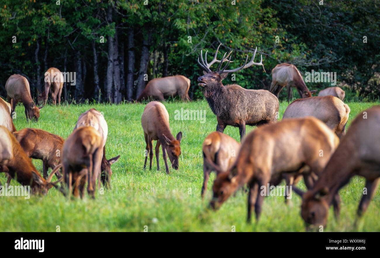 Bull Elk and his herd, North Bend Washington Stock Photo Alamy