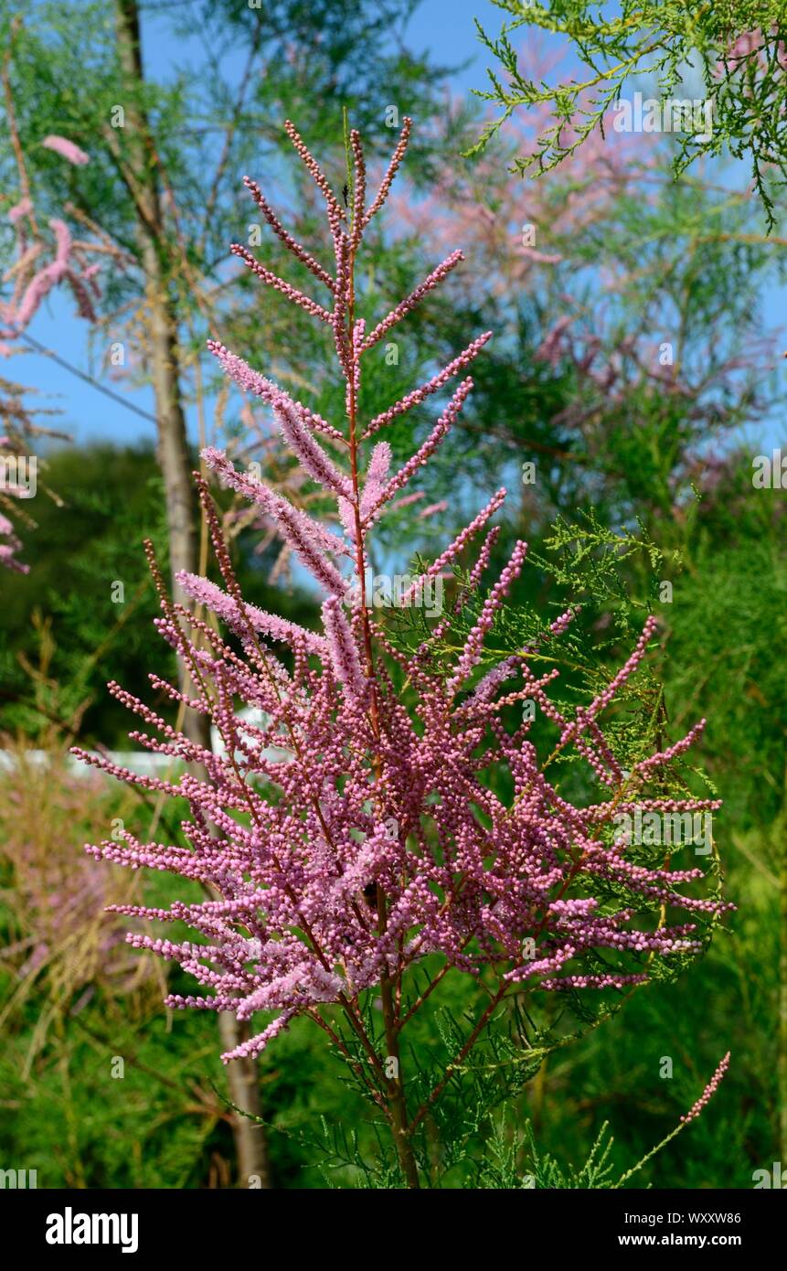 Tamarix ramosissima Pink Cascade feathery plumes of tiny pink flowers on arching branches Stock Photo